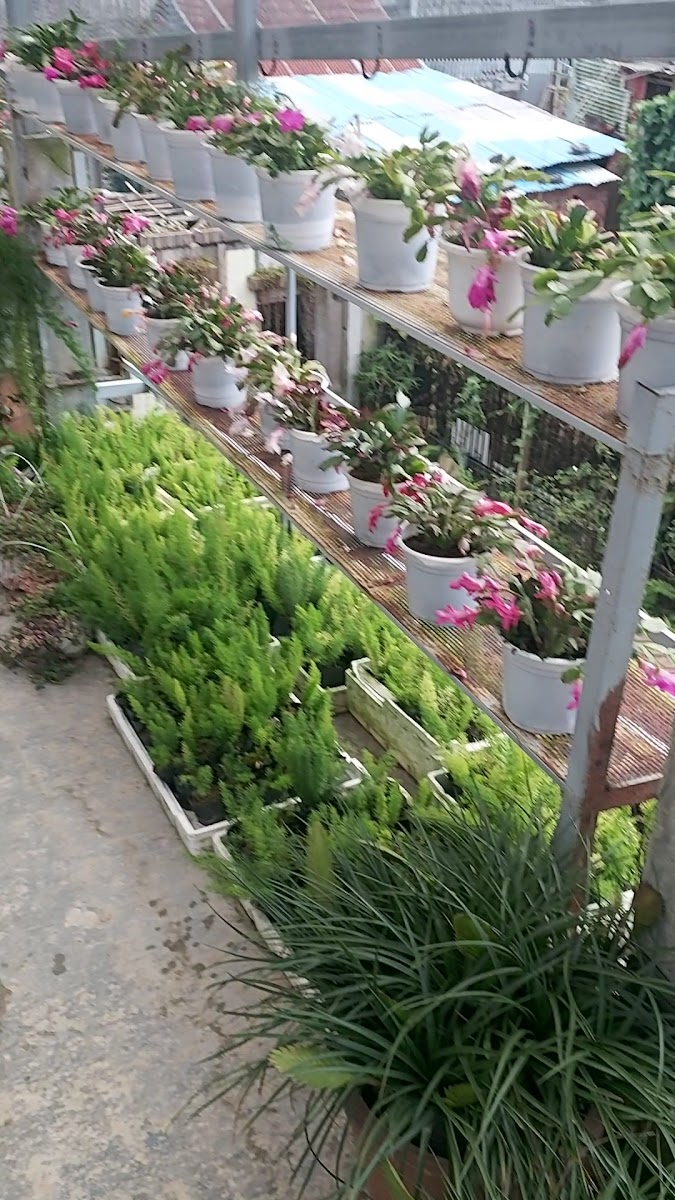 The KUPID Dalat hình 3